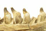 Mosasaur Jaw With Twenty Teeth - Oulad Abdoun Basin, Morocco #195777-4
